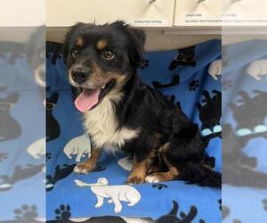 Chihuahua Dogs for adoption in HESPERIA, CA, USA