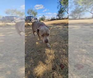 American Staffordshire Terrier Dogs for adoption in San Antonio, TX, USA
