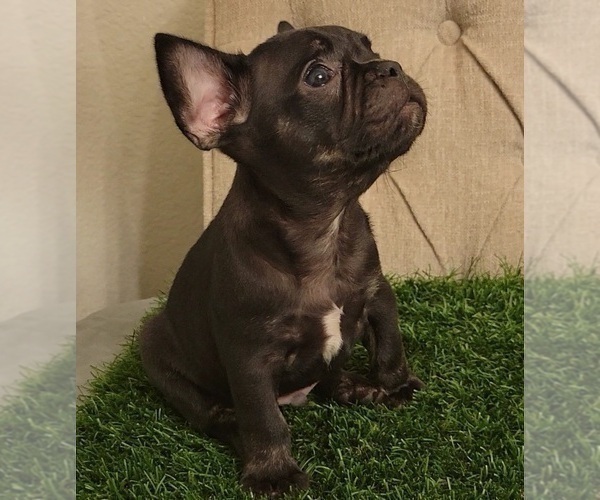 Medium Photo #1 French Bulldog Puppy For Sale in PROSPER, TX, USA