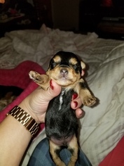 Morkie Puppy for sale in STROUDSBURG, PA, USA