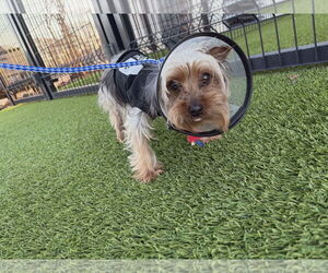 Mutt Dogs for adoption in Spring, TX, USA