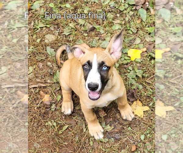 Medium Photo #9 Mutt Puppy For Sale in Ellijay, GA, USA