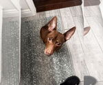 Small #4 Chiweenie