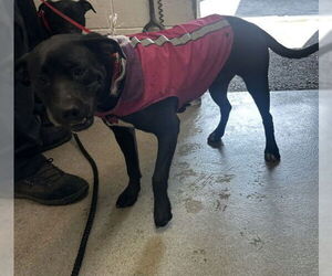American Pit Bull Terrier-Unknown Mix Dogs for adoption in San Bernardino, CA, USA