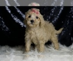 Small #1 Goldendoodle (Miniature)
