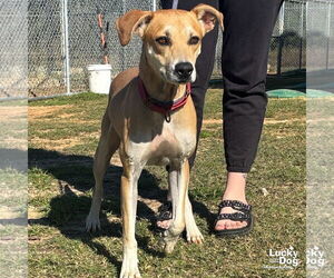 Labrador Retriever-Retriever  Mix Dogs for adoption in Washington, DC, USA