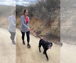 Small #1 Border Collie Mix
