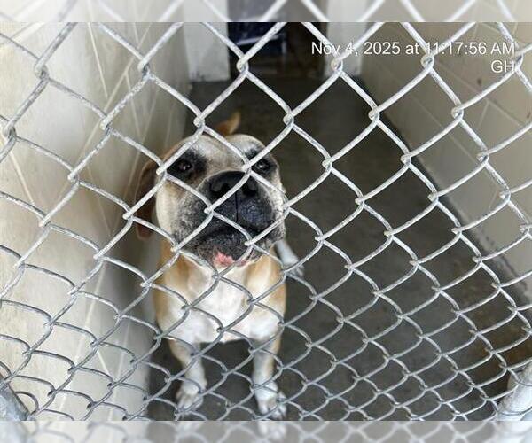 Medium Photo #1 American Pit Bull Terrier Puppy For Sale in Ocala, FL, USA