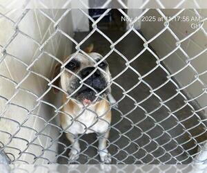 American Pit Bull Terrier Dogs for adoption in Ocala, FL, USA