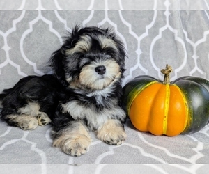 Havanese Puppy for sale in POST FALLS, ID, USA
