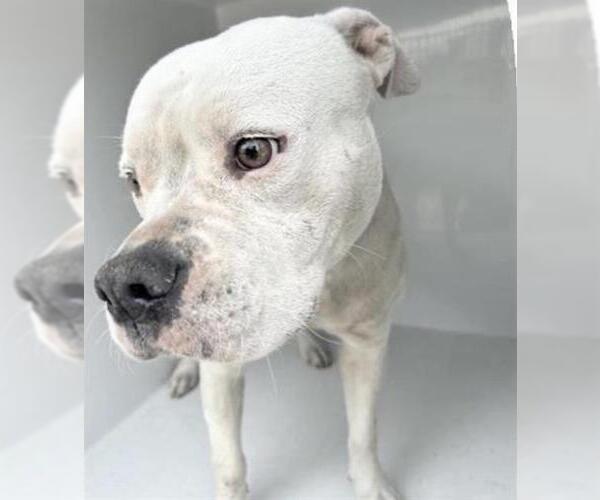 Medium Photo #2 Mutt Puppy For Sale in Houston, TX, USA