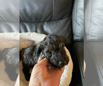 Small Photo #7 Goldendoodle-Poodle (Standard) Mix Puppy For Sale in FOUNTAIN, CO, USA