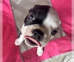 Small Photo #7 Boston Terrier Puppy For Sale in PIKEVILLE, NC, USA