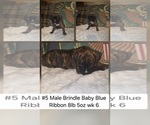 Image preview for Ad Listing. Nickname: Blue Ribbon