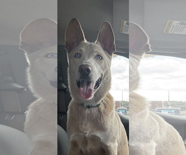 Medium Photo #3 Mutt Puppy For Sale in Kankakee, IL, USA