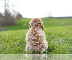 Small Photo #11 Goldendoodle-Poodle (Miniature) Mix Puppy For Sale in WARSAW, IN, USA