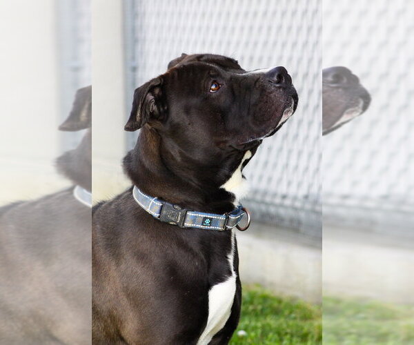 Medium Photo #3 Mutt Puppy For Sale in Evansville, IN, USA