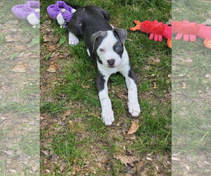 Mutt Dogs for adoption in Rockaway, NJ, USA