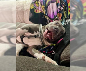 Mutt Dogs for adoption in Belleville, MI, USA