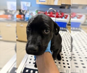 Mutt Dogs for adoption in Riverside, CA, USA