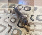 Small #3 American Pit Bull Terrier-German Shepherd Dog Mix