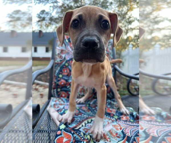 Medium Photo #2 Mutt Puppy For Sale in New York, NY, USA