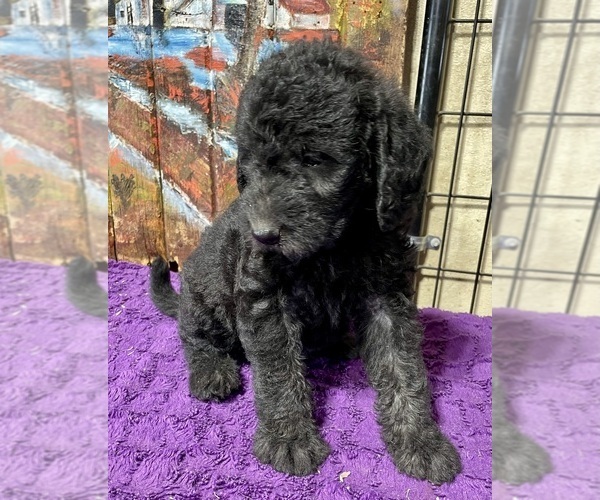Medium Photo #5 Labradoodle Puppy For Sale in CRAIG, NE, USA