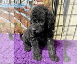 Small Photo #22 Labradoodle Puppy For Sale in CRAIG, NE, USA