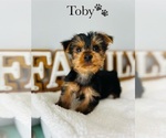 Small Photo #19 Yorkshire Terrier Puppy For Sale in MURFREESBORO, TN, USA
