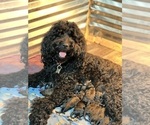Small Photo #23 Goldendoodle Puppy For Sale in DENVER, NC, USA