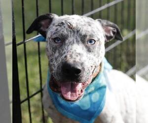 American Staffordshire Terrier-Unknown Mix Dogs for adoption in San Antonio, TX, USA