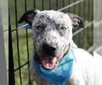 Small American Staffordshire Terrier Mix