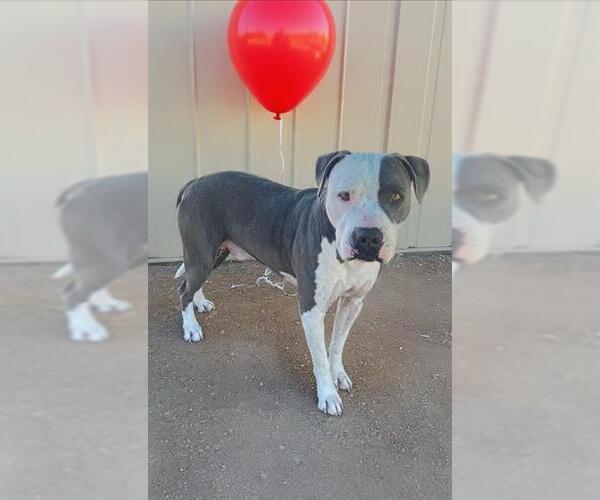 Medium Photo #1 American Pit Bull Terrier Puppy For Sale in HESPERIA, CA, USA