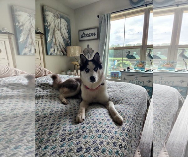 Medium Photo #2 Siberian Husky Puppy For Sale in Scottsboro, AL, USA