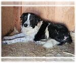 Small #1 Border Collie Mix