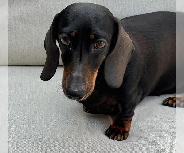 Medium Photo #7 Dachshund Puppy For Sale in Los Angeles, CA, USA