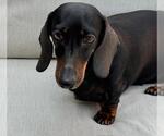 Small #6 Dachshund