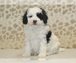 Miniature Bernedoodle Puppy for sale in DENVER, PA, USA