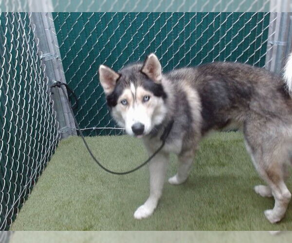Medium Photo #1 Siberian Husky Puppy For Sale in Downey, CA, USA