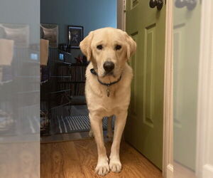 Great Pyrenees-Unknown Mix Dogs for adoption in Bend, OR, USA