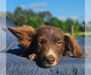 Australian Shepherd-Chihuahua Mix Dogs for adoption in Wakefield, RI, USA