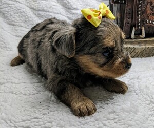 Yorkshire Terrier Puppy for sale in PITTSBURG, KS, USA