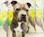 Small #1 American Pit Bull Terrier