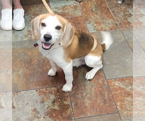 Beagle Dogs for adoption in Las Vegas, NV, USA