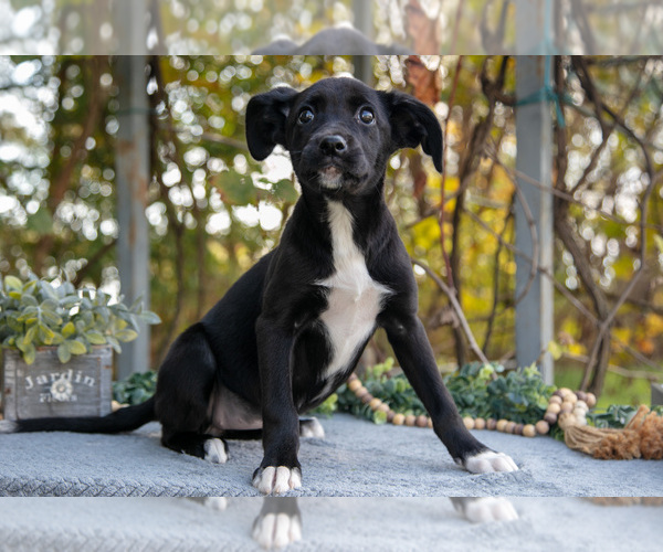 Medium Photo #19 Border Collie-Boxer Mix Puppy For Sale in MILLERSBURG, IN, USA