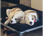Small #15 American Pit Bull Terrier-Australian Shepherd Mix