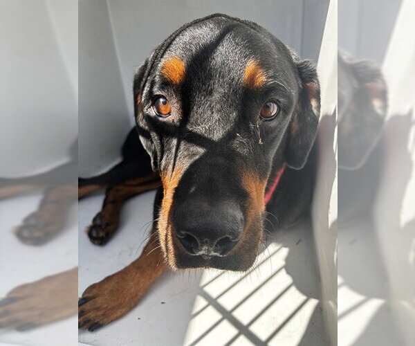 Medium Photo #1 Rottweiler Puppy For Sale in Houston, TX, USA