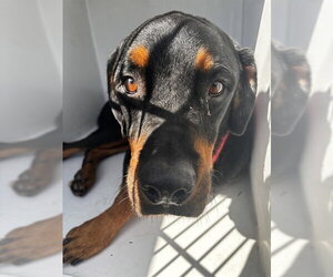 Rottweiler Dogs for adoption in Houston, TX, USA