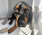 Small Rottweiler