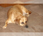 Small #2 Beagle Mix